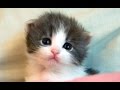Cute kittens and funny kittens compilation 2016