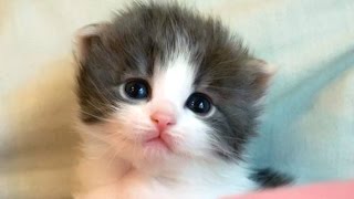 Cute Kittens And Funny Kitten Videos Compilation 2016