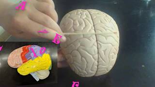 anatomy  practical exam. UPDATED anatomical model of the brain anatomy review