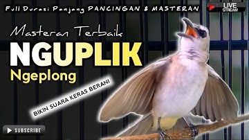 TRUCUKAN GACOR NGUPLIK || pancingan, masteran terbaik untuk trucuk dan burung lainya