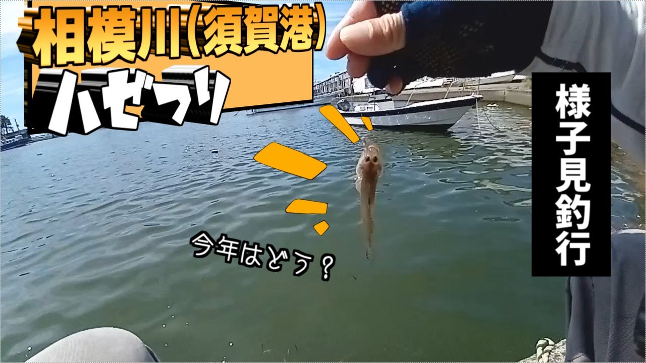 相模川（須賀港）でハゼ釣り【2025年7月下旬】