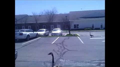 Jonathan versus Goose