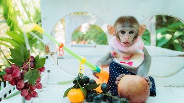 Monkey NaNa stole the fruit of 3 ducklings