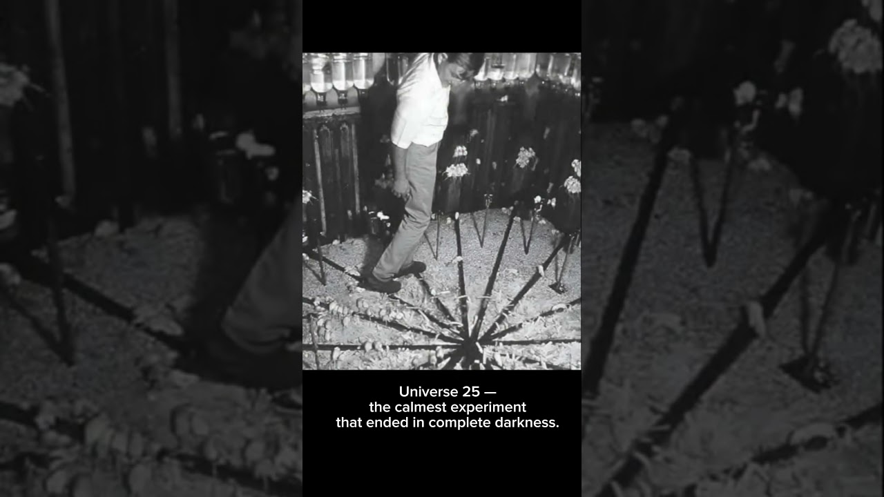 When Comfort Kills: The Chilling Story of Universe 25 