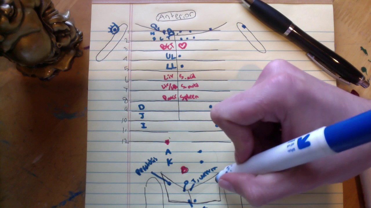 Chapman Reflexes Chart