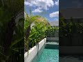 Modern Tropical Villa with Minimalist Vibes #shorts #travel #bali #villa #vacation #indonesia