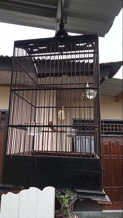 30 NOV 2021 OPIOR PARUH DEBAL