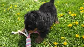Clover (Mini Bernedoodle) by Happy Tail Pets 99 views 1 year ago 1 minute, 3 seconds