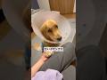 術後#goldenretriever #ゴールデンレトリバー