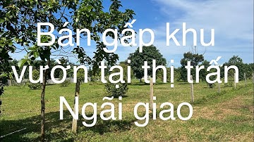 Bán 5700mv khu vườn tại thị trấn ngãi giao huyện châu Đức tỉnh bà rịa Vũng tàu