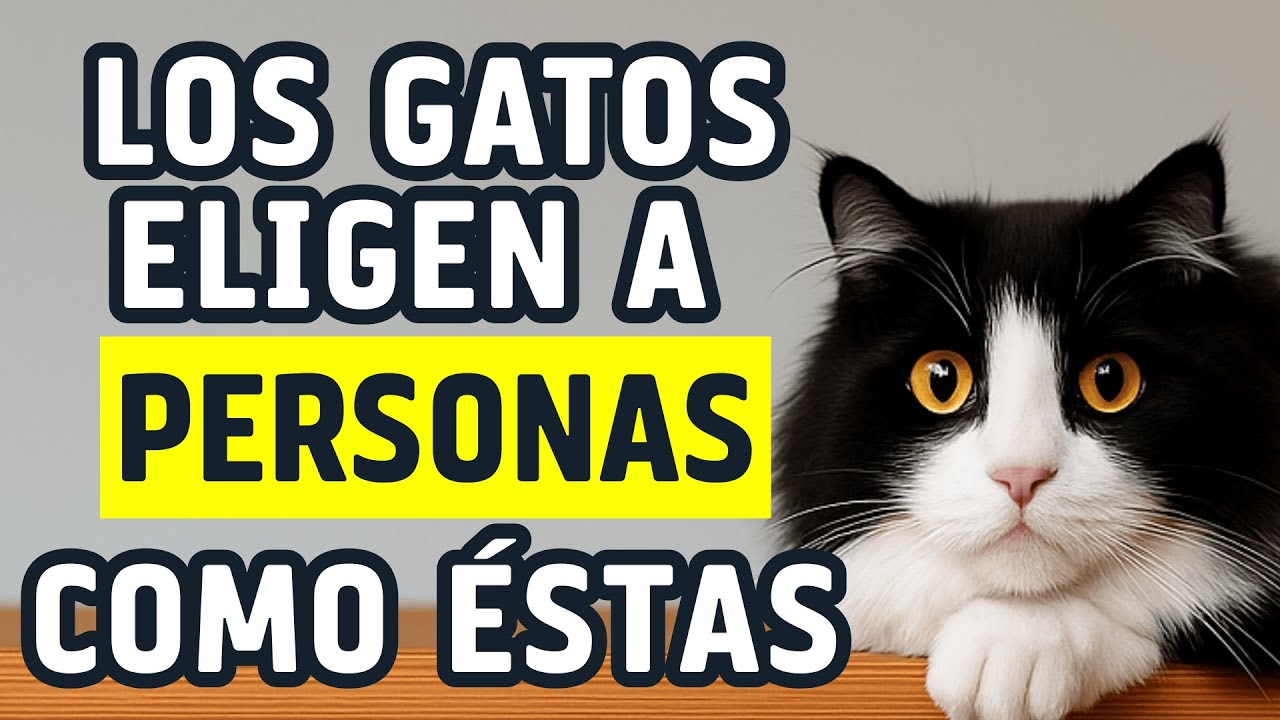Por qué los gatos eligen a sus humanos favoritos.