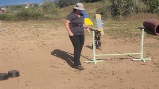 agility lesson by Lebec Briards 19 views 1 year ago 32 seconds