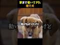 家までついてきた捨て犬 #感動する話 #泣ける話 #shorts