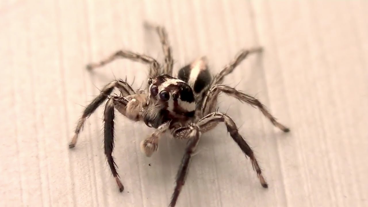 チャスジハエトリ ハエトリグモ Jumping Spider Youtube