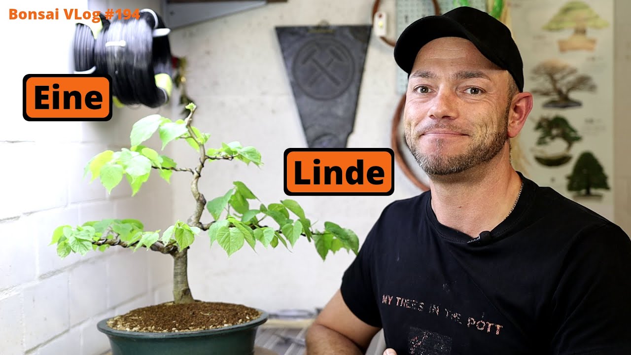 Die Winter Linde macht immer Spaß [Umtopfen/Drahten] | #BonsaiVLog194
