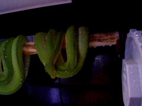 Morelia Viridis drinking water ...