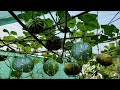 Brilliant idea,how to grow big  pumpkin in die plastic bag गमले में बड़े कद्दू उगाने का सीक्रेट