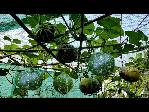 वीडियो: Gac खरबूजे की जानकारी - बगीचे में Gac खरबूजे उगाने के बारे में जानें