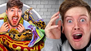 MrBeast's Would You Sit In Snakes For $10,000 Reaction