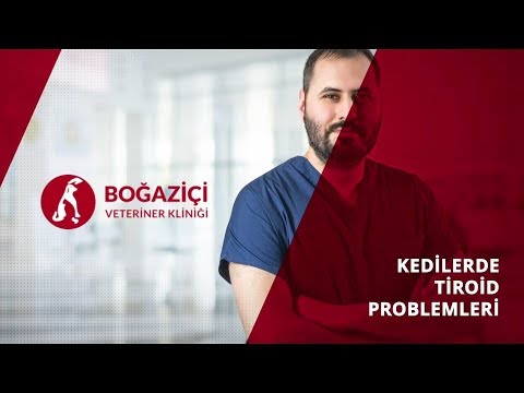 Video: Köpek Ve Kedilerde Tiroid Hastalığı