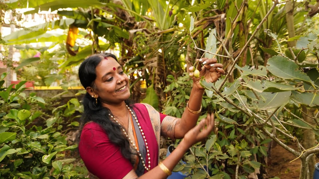 മലയാളികളുടെ പ്രിയ ഫ്രൂട്ട് — വീട്ടിൽ വിളഞ്ഞപ്പോൾ!