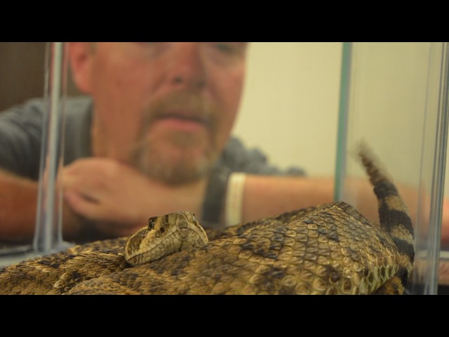 Watch Venomous Snake Identification and Dutch Oven Cooking on YouTube.