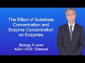 Impact of Substrate and Enzyme Concentration on Reaction Rates