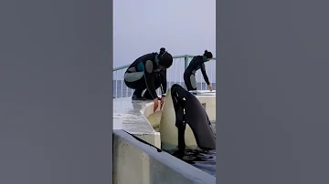 Dolphin Fish 