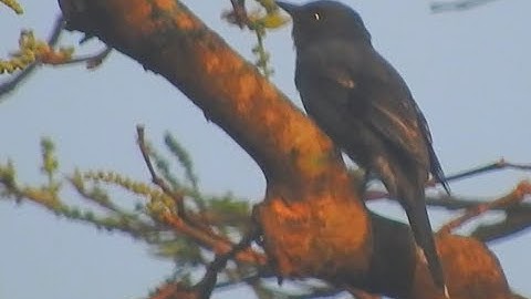 Black-winged Cuckooshrike (Female)