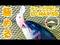 【春・FCA瑞浪】修行の日々 さらに上達目指してLC MAX SSを極めるゾ【まぃきぃ】