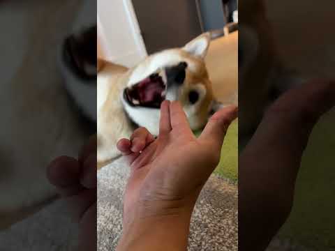 Video: Šunų veislės: Akita