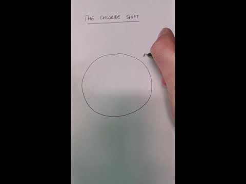 The Chloride Shift in 60 seconds