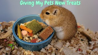 Giving My Pets New Treats