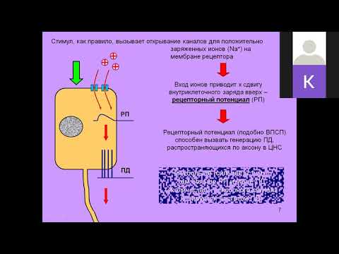 ВШЭ лекция 15 сенсорные системы