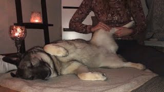 ASMR | Massage and Muscle Treatment {soft spoken} #asmr #dogsofyoutube  #massagetherapy screenshot 2
