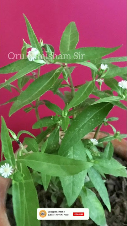 Karisalankanni keerai(bhringraj) benefits