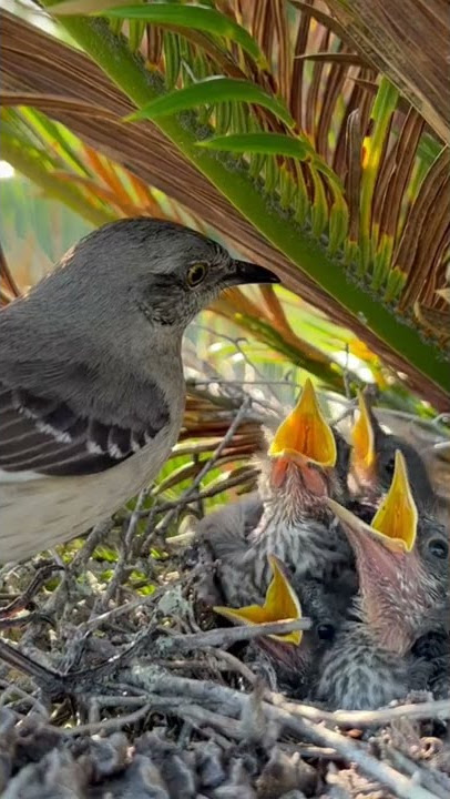 Florida Mocking Bird #mommabird #mockingbird #nest #nestcam #hungrychicks