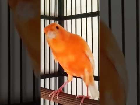 طائرالكناري Καναρίνι πουλί Canari Oiseau Canary Bird Pájaro Canario Kanarya Kuşu Kanarienvoge