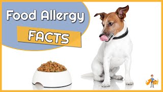 Food Allergy in Dogs: Causes, Diagnosis and Treatment