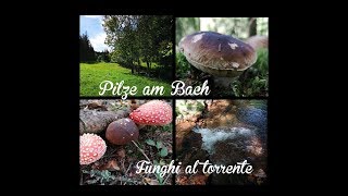 Steinpilze Am Bach - 22.09.2018 Funghi Al Torrente - 22.09.2018