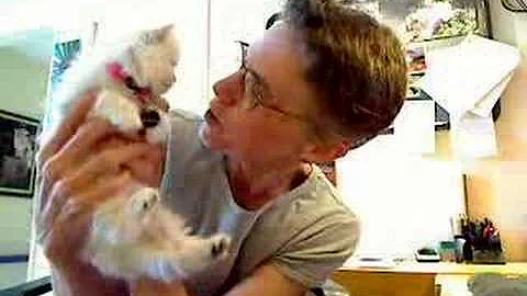 Video 557461: female silver persian kitten, persian kitten first, chinchilla silver kittens