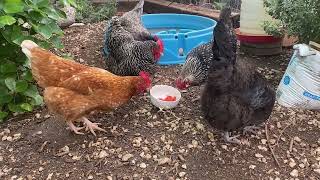 What Is Feather Picking?  Five Minute Chicken Tips!