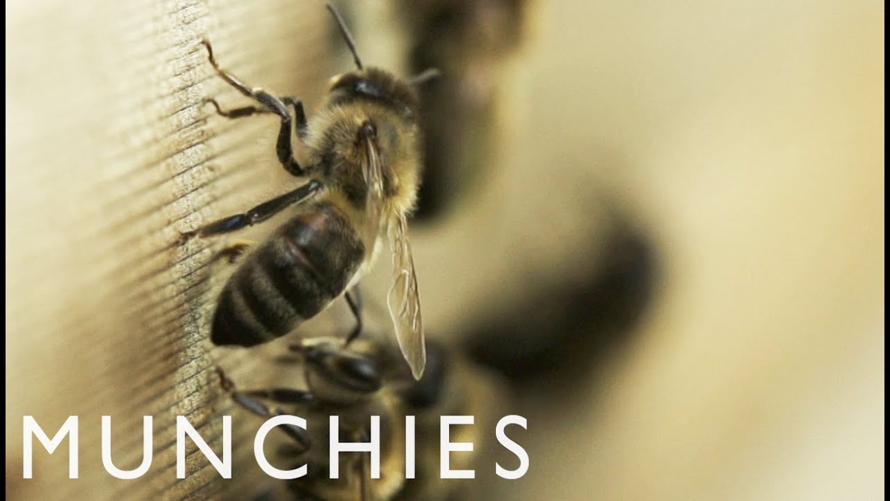 The Liquid Gold of Urban Beekeeping | Munchies