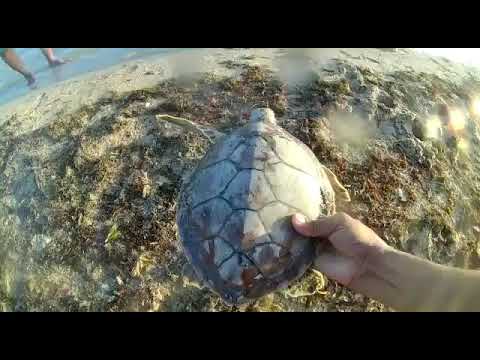 السلحفا البحرية النادره البحر الاحمر دونقوناب الغوص متوكل ابو القدح 
