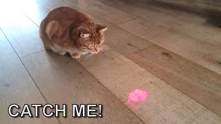 Mouse-shaped laser pointer