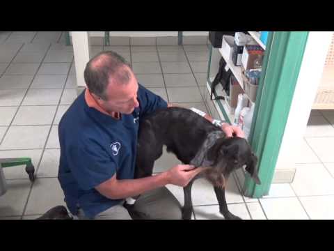 Video: Osteochondritis Dissecans (OCD) Bei Hunden