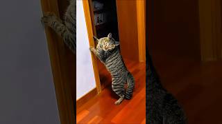 Приколы с котами! Умные котики! Сats 😹 #shorts