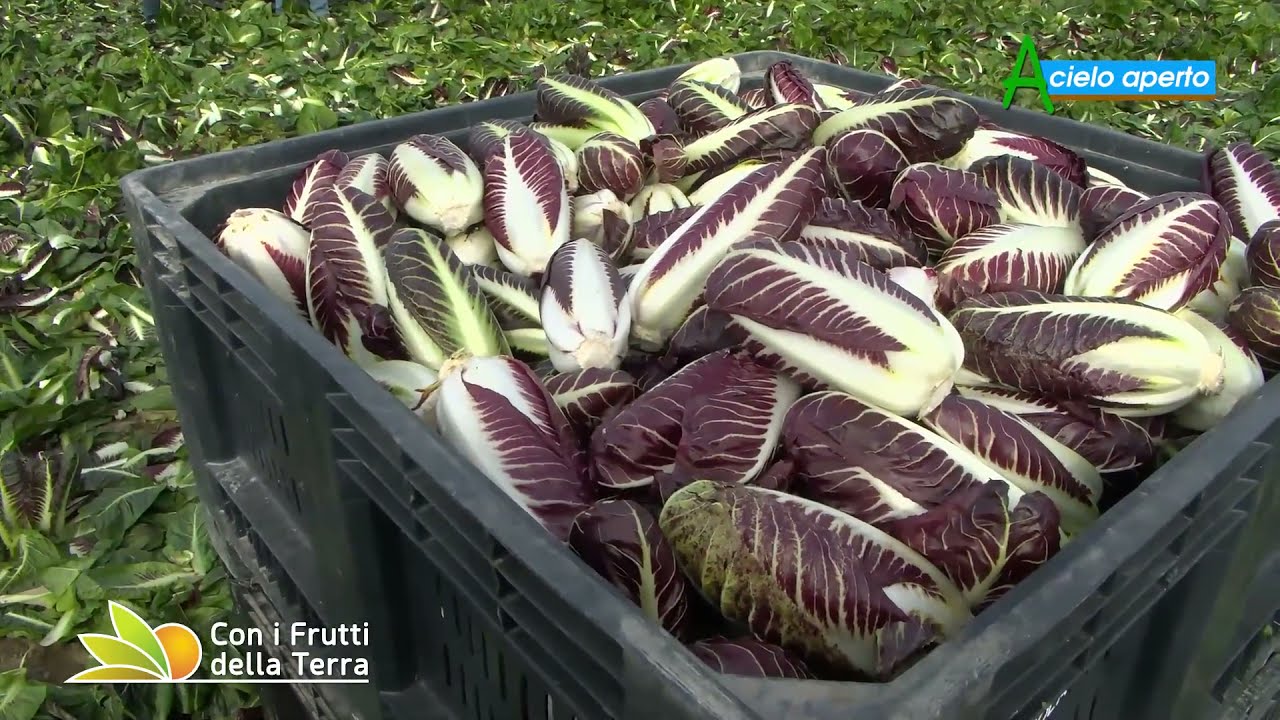 Puntata del 5/12/21 –  3° parte – Tanta manualità per il radicchio