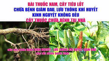 Tiêu Lốt Chữa Bệnh Gì, Tác Dụng Của Tiêu Lốt Trong Chữa Bệnh & Ẩm Thực