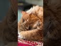 Планы На Май #cat #юмор #funny #кот #catlover #котики #cute #прикол #kitty #shortsvideo #shortvideo